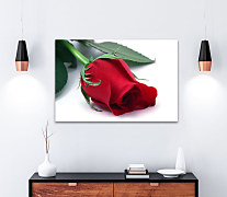 Obraz Ruža z lásky 1782